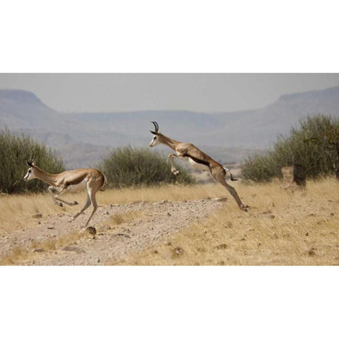 Running springboks in mid-jump, Palmwag, Namibia Black Modern Wood Framed Art Print with Double Matting by Young, Bill