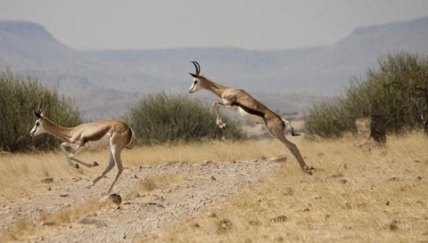 Running springboks in mid-jump, Palmwag, Namibia White Modern Wood Framed Art Print with Double Matting by Young, Bill