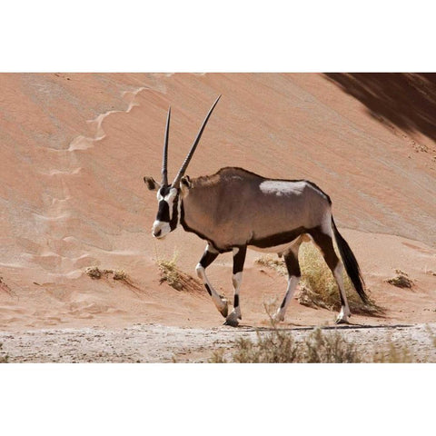 Male Oryx, Namib Naukluft, Namib Desert, Namibia White Modern Wood Framed Art Print by Young, Bill