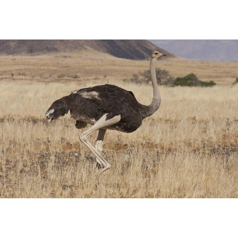 Ostrich, Namib Naukluft NP, Namib Desert, Namibia White Modern Wood Framed Art Print by Young, Bill