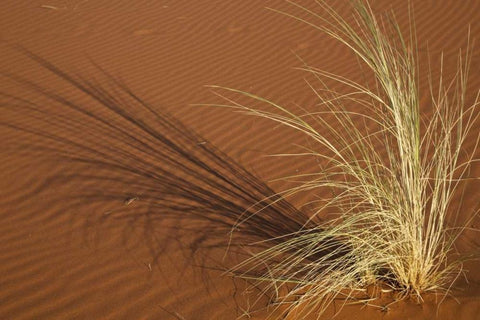 Tuft of grass in the Namib Desert, Namibia Black Ornate Wood Framed Art Print with Double Matting by Young, Bill