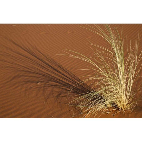 Tuft of grass in the Namib Desert, Namibia Black Modern Wood Framed Art Print by Young, Bill