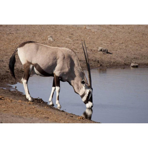 Namibia, Etosha NP Oryx drinking at a waterhole Black Modern Wood Framed Art Print by Kaveney, Wendy