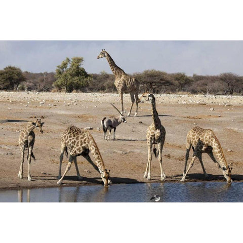 Namibia, Etosha NP Animals at a waterhole Gold Ornate Wood Framed Art Print with Double Matting by Kaveney, Wendy