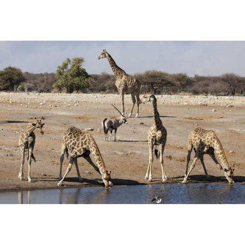 Namibia, Etosha NP Animals at a waterhole Black Modern Wood Framed Art Print by Kaveney, Wendy