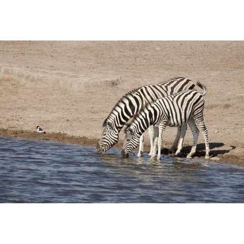 Namibia, Etosha NP Zebras drink at a waterhole Black Modern Wood Framed Art Print by Kaveney, Wendy