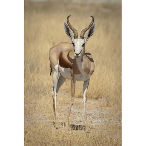 Namibia, Etosha NP Standing springbok Black Modern Wood Framed Art Print by Kaveney, Wendy