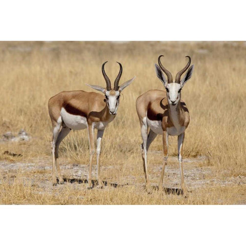 Namibia, Etosha NP Two standing springboks Black Modern Wood Framed Art Print by Kaveney, Wendy