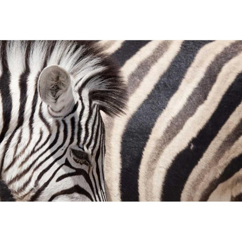 Namibia, Etosha NP Details of two zebras Black Modern Wood Framed Art Print by Kaveney, Wendy