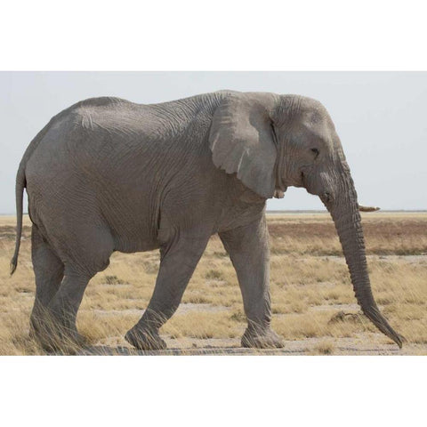 Namibia, Etosha NP Side view of African elephant Black Modern Wood Framed Art Print by Kaveney, Wendy