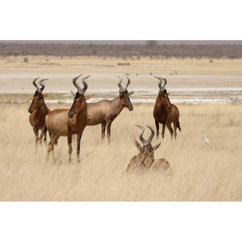 Namibia, Etosha NP Red hartebeets Black Modern Wood Framed Art Print by Kaveney, Wendy