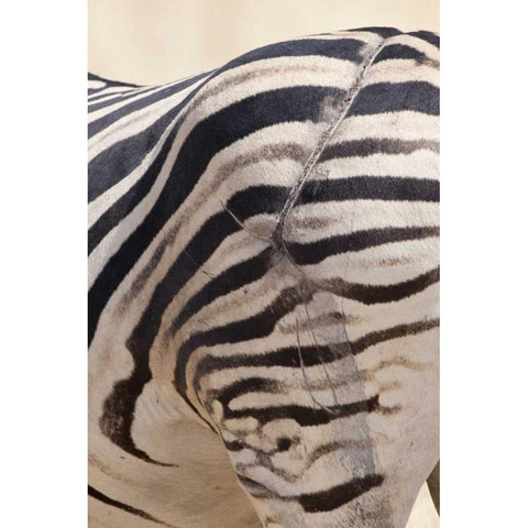 Namibia, Etosha NP Zebras scarred hind end Black Modern Wood Framed Art Print by Kaveney, Wendy