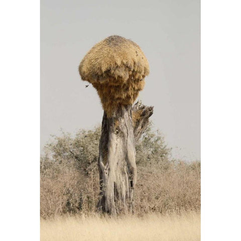 Namibia, Etosha NP Sociable weaver bird nest Black Modern Wood Framed Art Print by Kaveney, Wendy