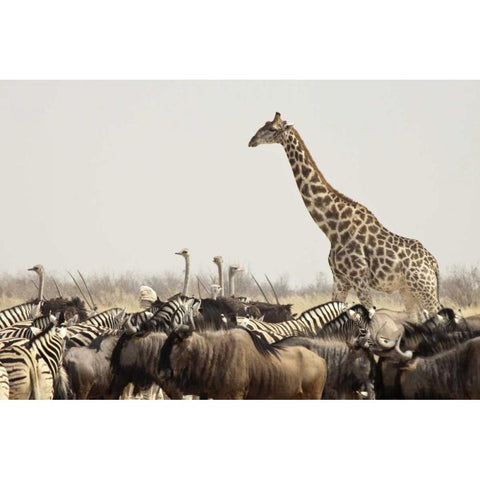 Namibia, Etosha NP Animals at a waterhole Black Modern Wood Framed Art Print by Kaveney, Wendy