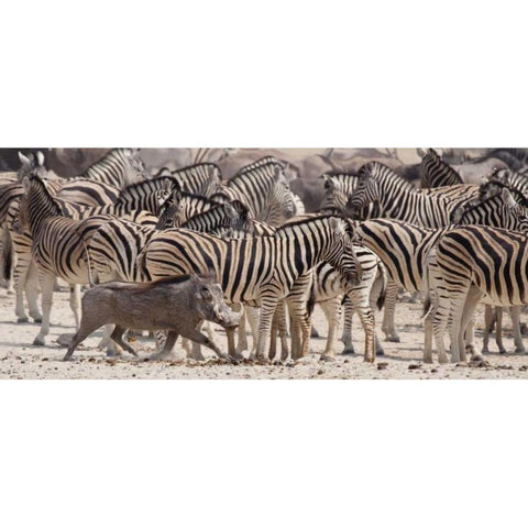 Namibia, Etosha NP A warthog runs past zebras Black Modern Wood Framed Art Print by Kaveney, Wendy