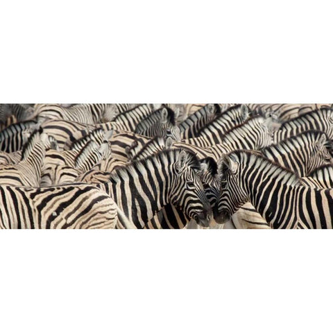 Namibia, Etosha NP A herd of zebras Gold Ornate Wood Framed Art Print with Double Matting by Kaveney, Wendy