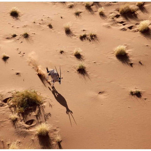 Namibia, Sossusvlei Aerial of oryx and shadow Black Modern Wood Framed Art Print by Kaveney, Wendy