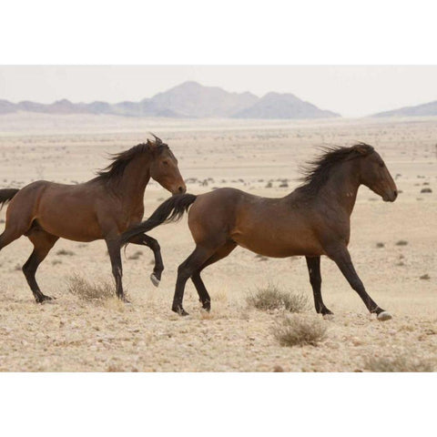 Namibia, Aus, Namib Desert Wild horses running Black Modern Wood Framed Art Print by Kaveney, Wendy