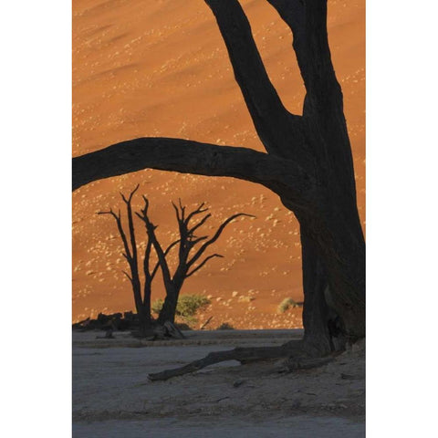 Namibia, Namib Desert Silhouette of lone tree Black Modern Wood Framed Art Print by Kaveney, Wendy