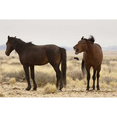 Namibia, Aus Two wild horses on the Namib Desert Black Modern Wood Framed Art Print by Kaveney, Wendy