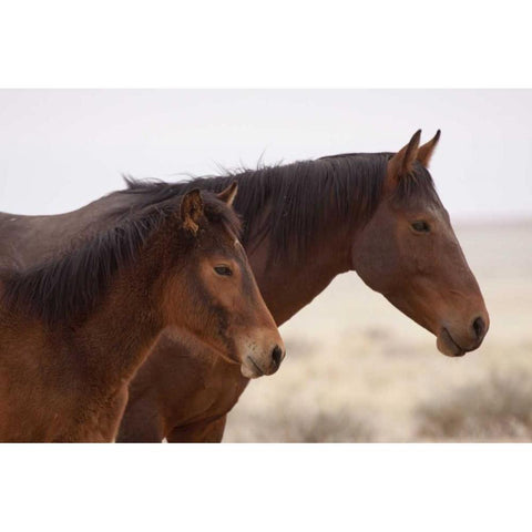 Namibia, Aus Two wild horses on the Namib Desert Black Modern Wood Framed Art Print by Kaveney, Wendy