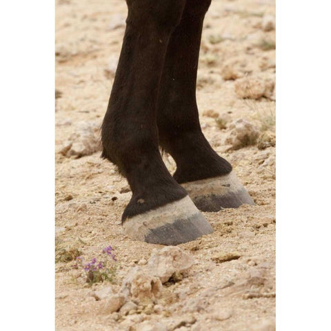 Namibia, Aus Close-up of wild horse hooves Black Modern Wood Framed Art Print by Kaveney, Wendy