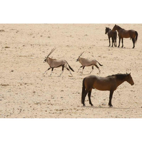 Namibia, Aus,  Namib Desert Oryxes and horses Black Modern Wood Framed Art Print by Kaveney, Wendy