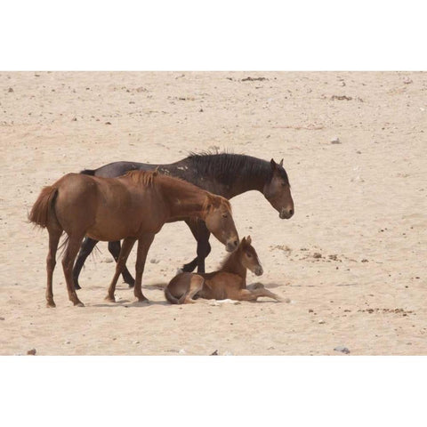 Namibia, Aus Wild horses on the Namib Desert Gold Ornate Wood Framed Art Print with Double Matting by Kaveney, Wendy