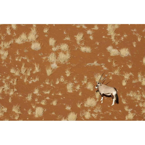 Namibia, Namib-Naukluft , Sossusvlei Lone oryx Black Modern Wood Framed Art Print with Double Matting by Kaveney, Wendy
