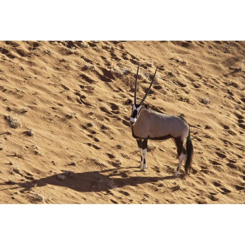 Namibia, Namib-Naukluft , Sossusvlei Lone oryx Black Modern Wood Framed Art Print with Double Matting by Kaveney, Wendy