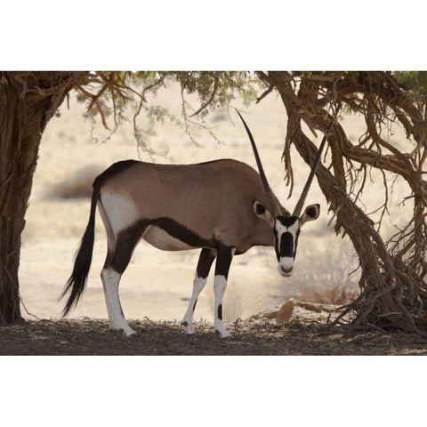 Namibia, Namib-Naukluft, Sossusvlei Oryx grazing White Modern Wood Framed Art Print by Kaveney, Wendy