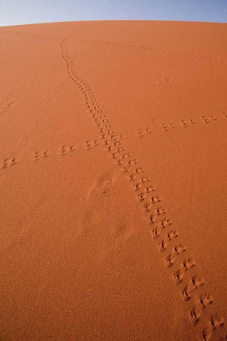 Namibia, Sossusvlei Animal tracks on a sand dune White Modern Wood Framed Art Print with Double Matting by Kaveney, Wendy