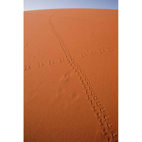 Namibia, Sossusvlei Animal tracks on a sand dune Black Modern Wood Framed Art Print by Kaveney, Wendy