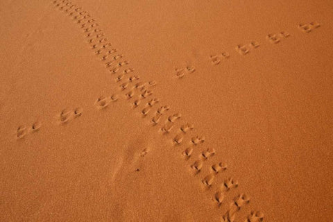 Namibia, Sossusvlei Animal tracks on a sand dune White Modern Wood Framed Art Print with Double Matting by Kaveney, Wendy