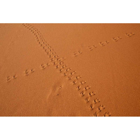 Namibia, Sossusvlei Animal tracks on a sand dune Black Modern Wood Framed Art Print by Kaveney, Wendy