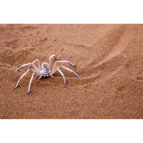 Namibia, Sossusvlei Dancing white lady spider Black Modern Wood Framed Art Print by Kaveney, Wendy