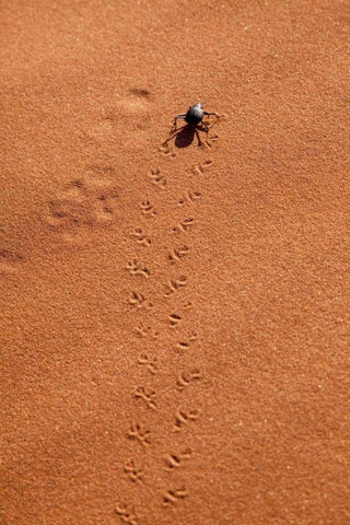 Namibia, Sossusvlei A beetle makes tracks White Modern Wood Framed Art Print with Double Matting by Kaveney, Wendy