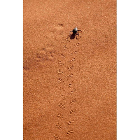 Namibia, Sossusvlei A beetle makes tracks Black Modern Wood Framed Art Print by Kaveney, Wendy