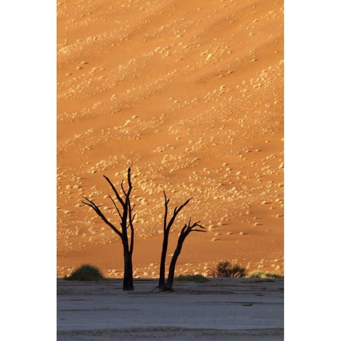 Namibia, Sossusvlei Dead trees with sand dune Black Modern Wood Framed Art Print with Double Matting by Kaveney, Wendy