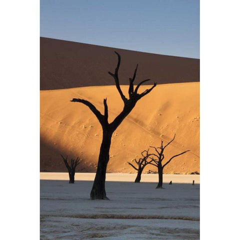 Namibia, Sossusvlei Sunrise on dead trees Black Modern Wood Framed Art Print with Double Matting by Kaveney, Wendy