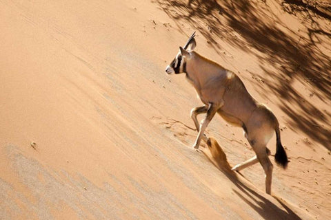 Namibia, Sossusvlei Oryx climbing a sand dune Black Ornate Wood Framed Art Print with Double Matting by Kaveney, Wendy