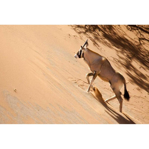 Namibia, Sossusvlei Oryx climbing a sand dune Black Modern Wood Framed Art Print by Kaveney, Wendy