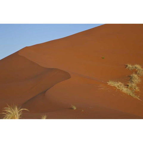 Namibia, Namib Desert, Grasses on sand dune Gold Ornate Wood Framed Art Print with Double Matting by Young, Bill