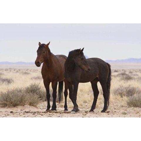 Namibia, Garub Two feral horses White Modern Wood Framed Art Print by Young, Bill