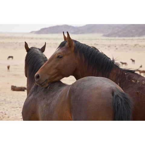 Namibia, Garub Two feral horses interact Black Modern Wood Framed Art Print with Double Matting by Young, Bill