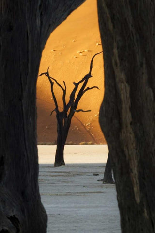 Trees and dunes, Dead Vlei, Sossusvlei, Namibia Black Ornate Wood Framed Art Print with Double Matting by Kaveney, Wendy