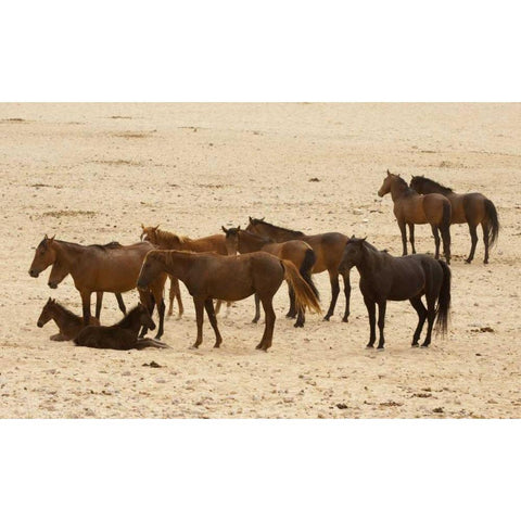 Namibia, Aus Wild horses on the Namib Desert Black Modern Wood Framed Art Print by Kaveney, Wendy