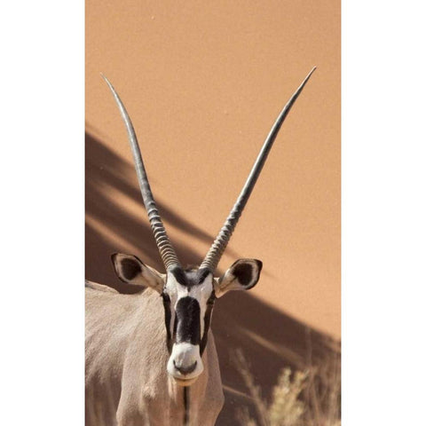 Namibia, Sossusvlei, Namib-Naukluft Park Oryx White Modern Wood Framed Art Print by Kaveney, Wendy