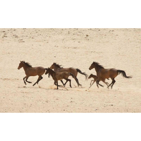 Namibia, Aus Group of running wild horses Black Modern Wood Framed Art Print with Double Matting by Kaveney, Wendy