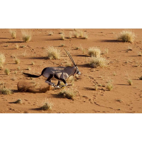 Namibia, Sossusvlei Aerial of running oryx Black Modern Wood Framed Art Print by Kaveney, Wendy